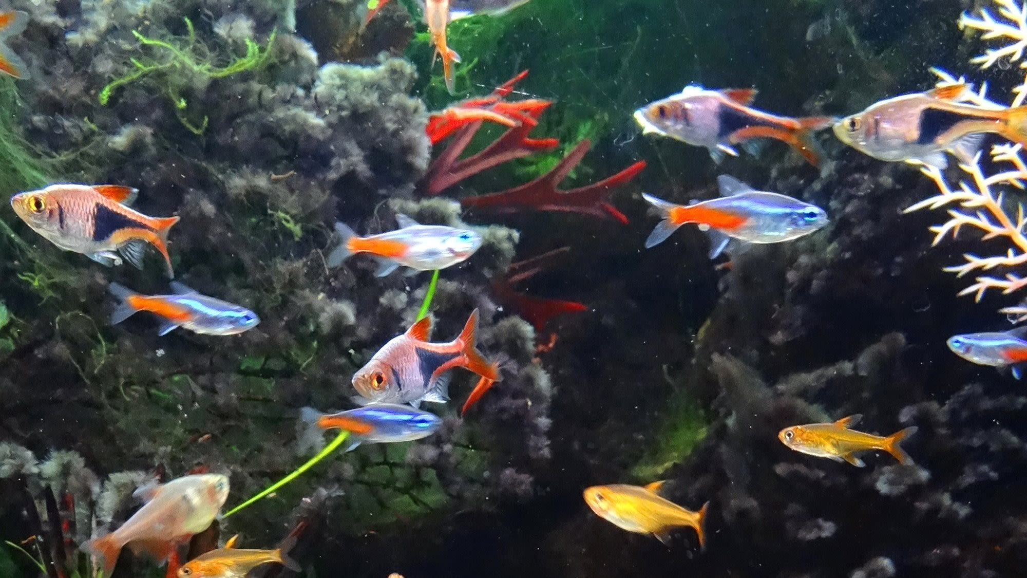 5 recettes maison pour nourrir vos poissons d'aquarium - Guide Aquarium