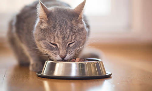 Kat eet uit voerbakje - Aveve