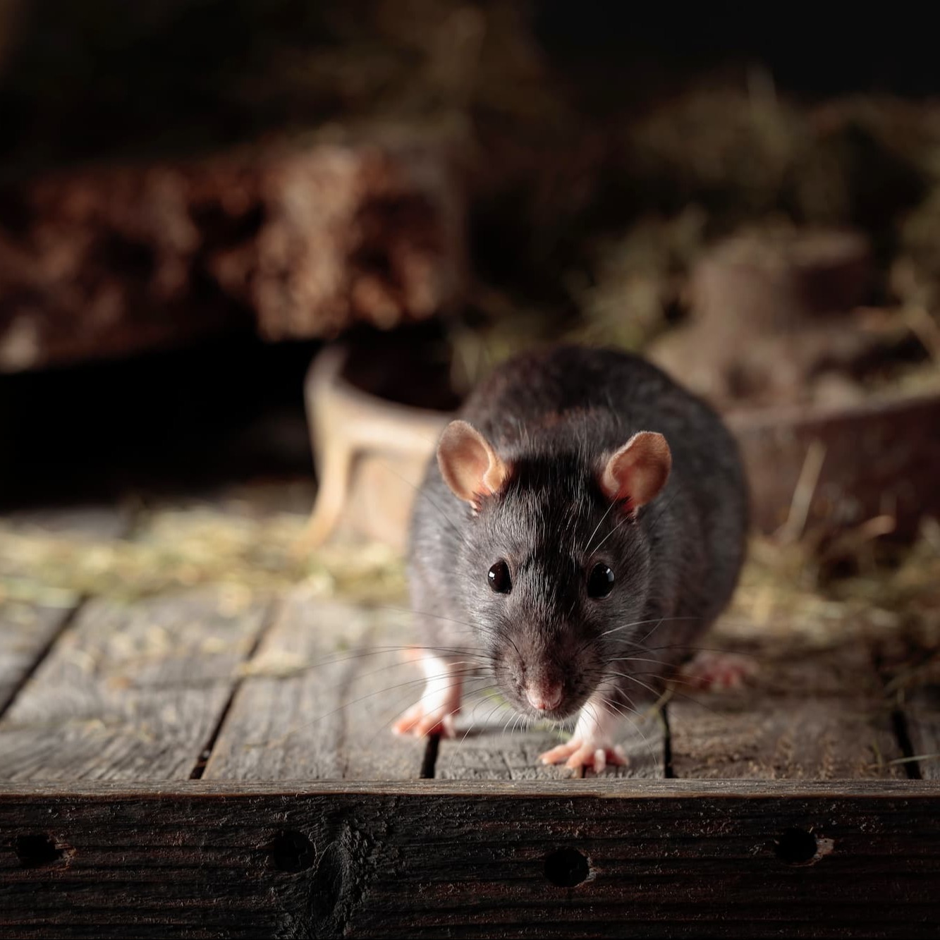 Quelles différences entre un rat et une souris ?
