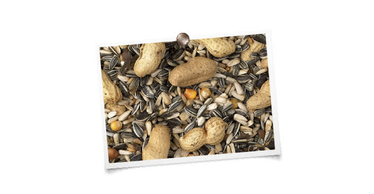 foto mengeling King Papegaaien