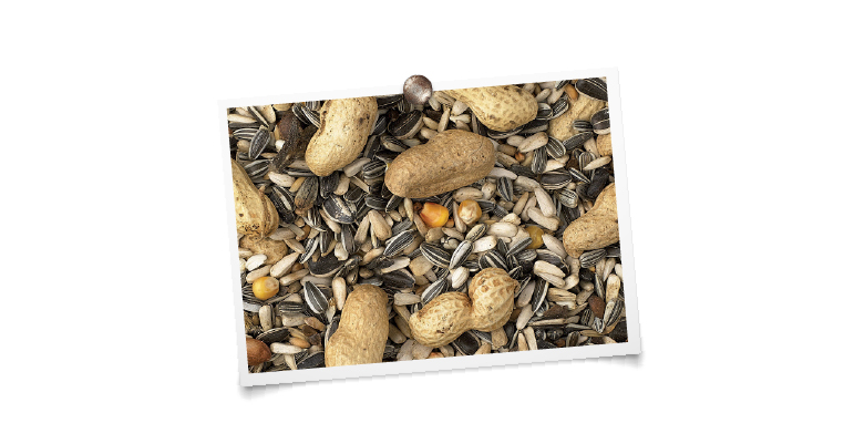 foto mengeling King Papegaaien