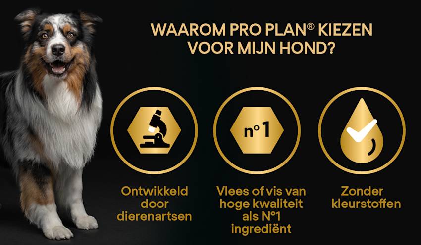 Waarom PRO PLAN kiezen - hond