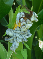 10.10.2024_AN_Nieuwsbrief_Gebruikstips voor CCM in de varkenshouderij