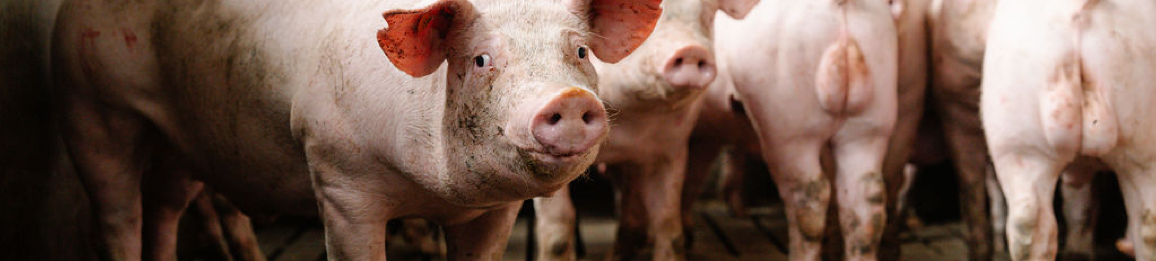 Varkens banner Taintstop 1920x435px