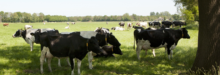 MV_Hittestress_Signalen