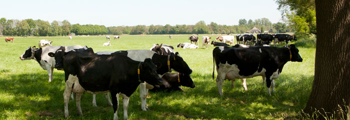 MV_Hittestress_Signalen