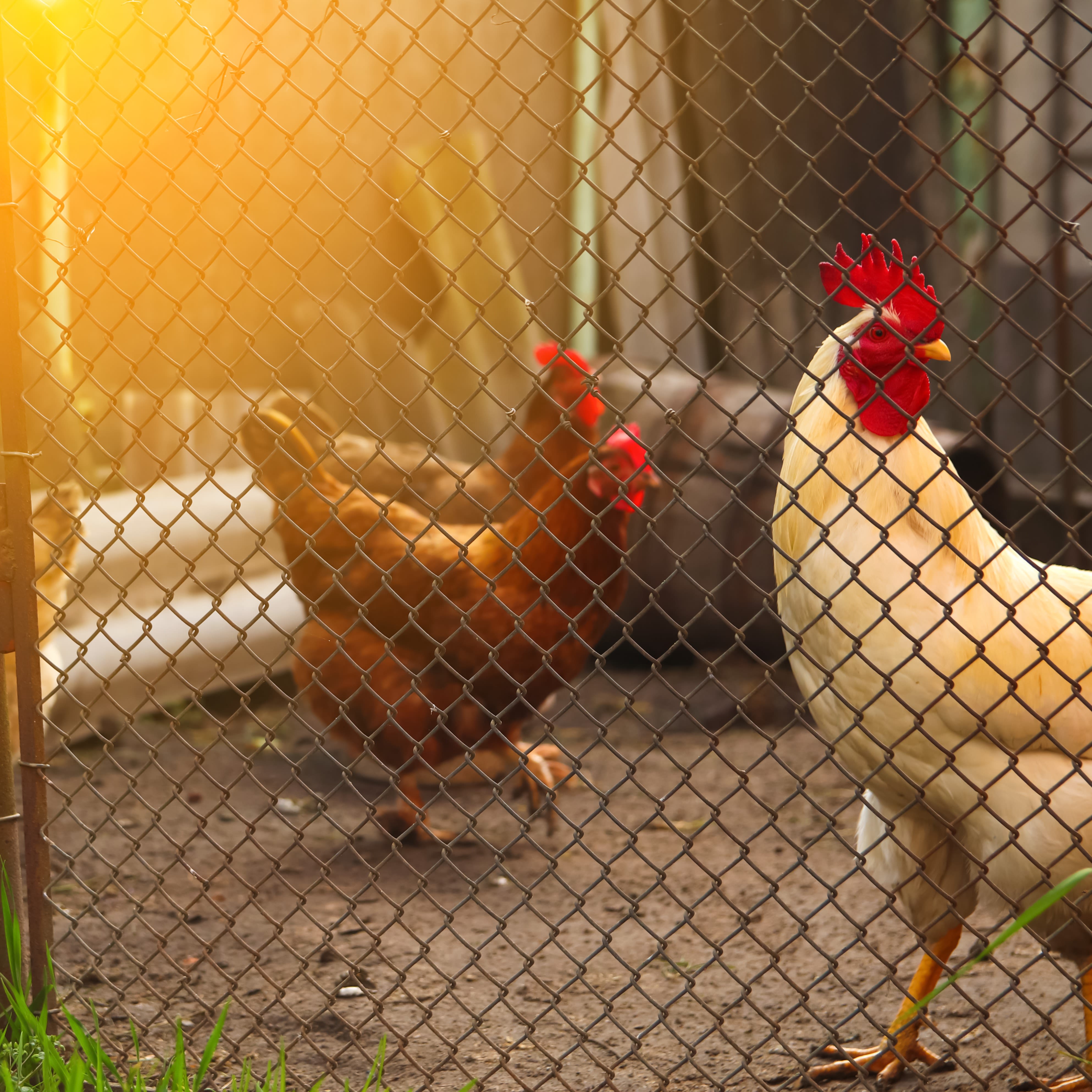 Différentes races de poules dans leur enclos - Aveve