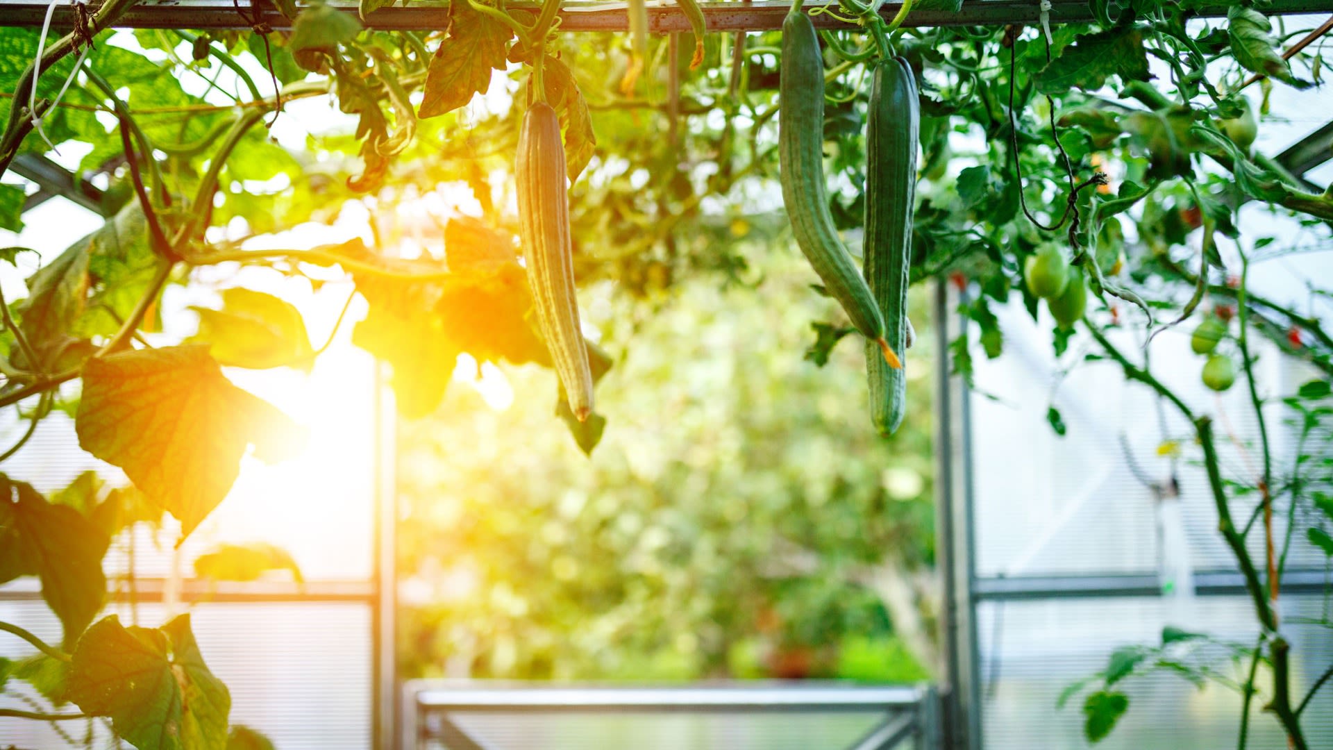 Afbeelding van een serre met groenten in een zonnige tuin - Aveve