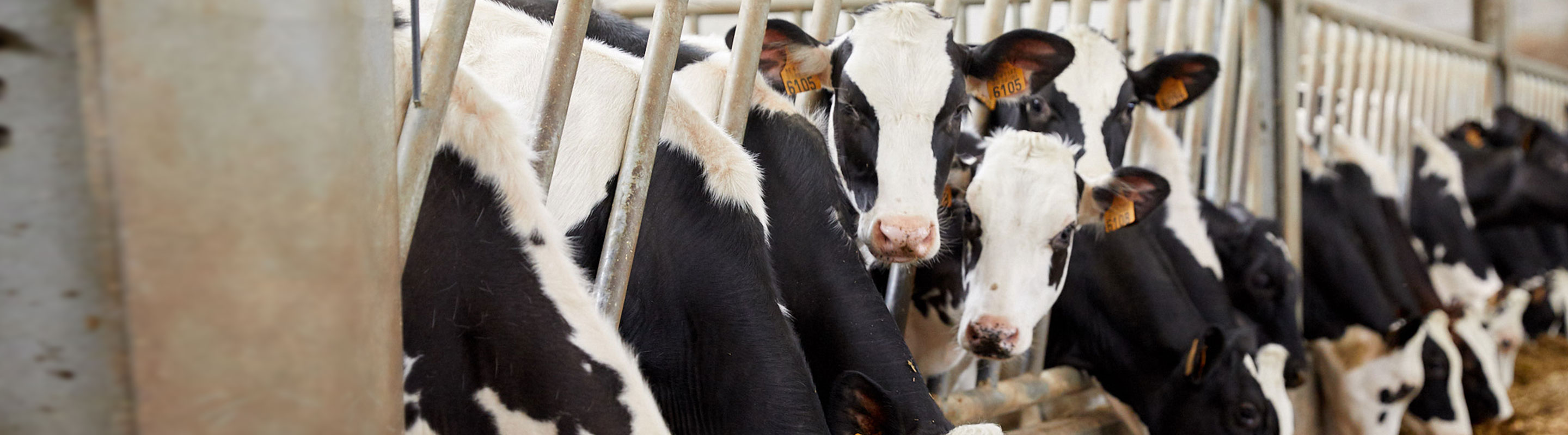 calves in the stable