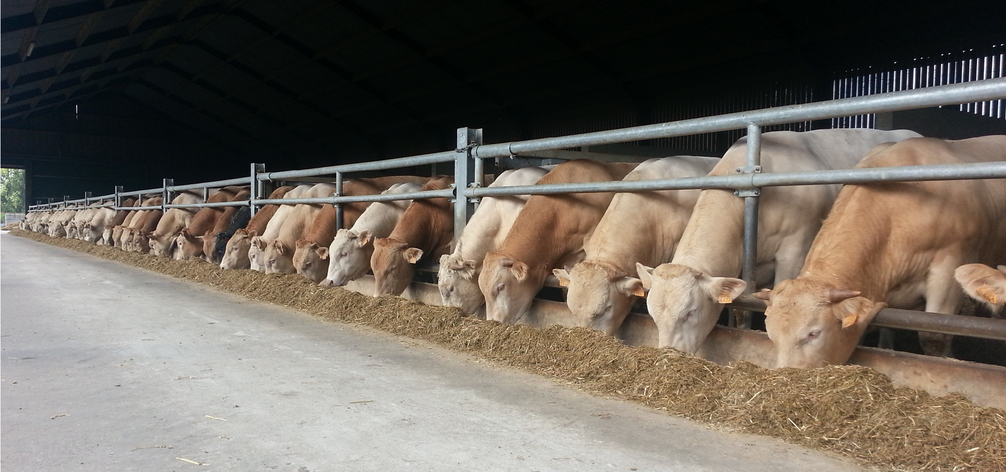 Vleesvee afmest 968x455px