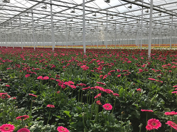 Adviseurs sierteelt gerbera