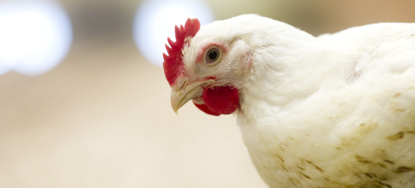 Inzoom volwassen braadkip