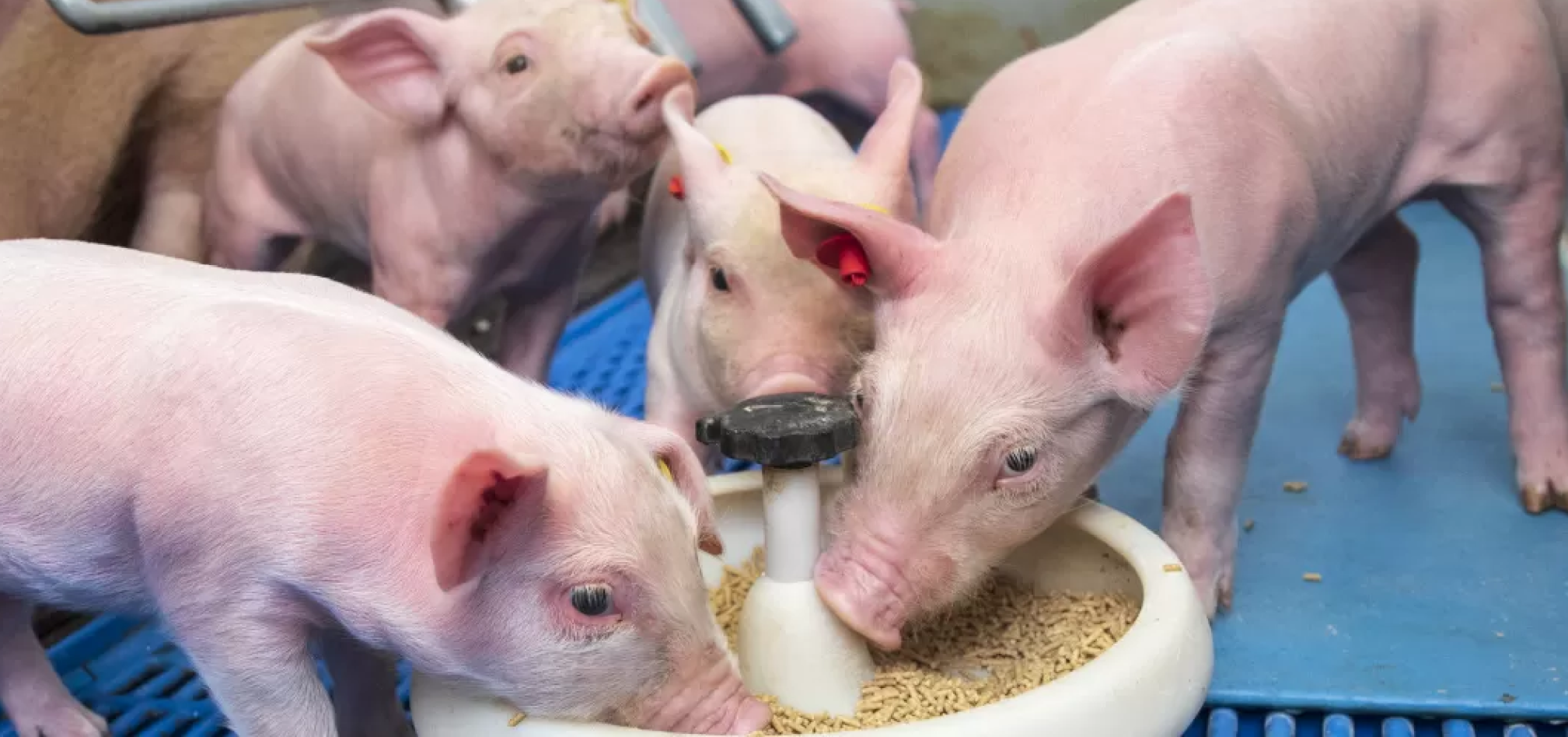 Snoepvoeder 968x455px