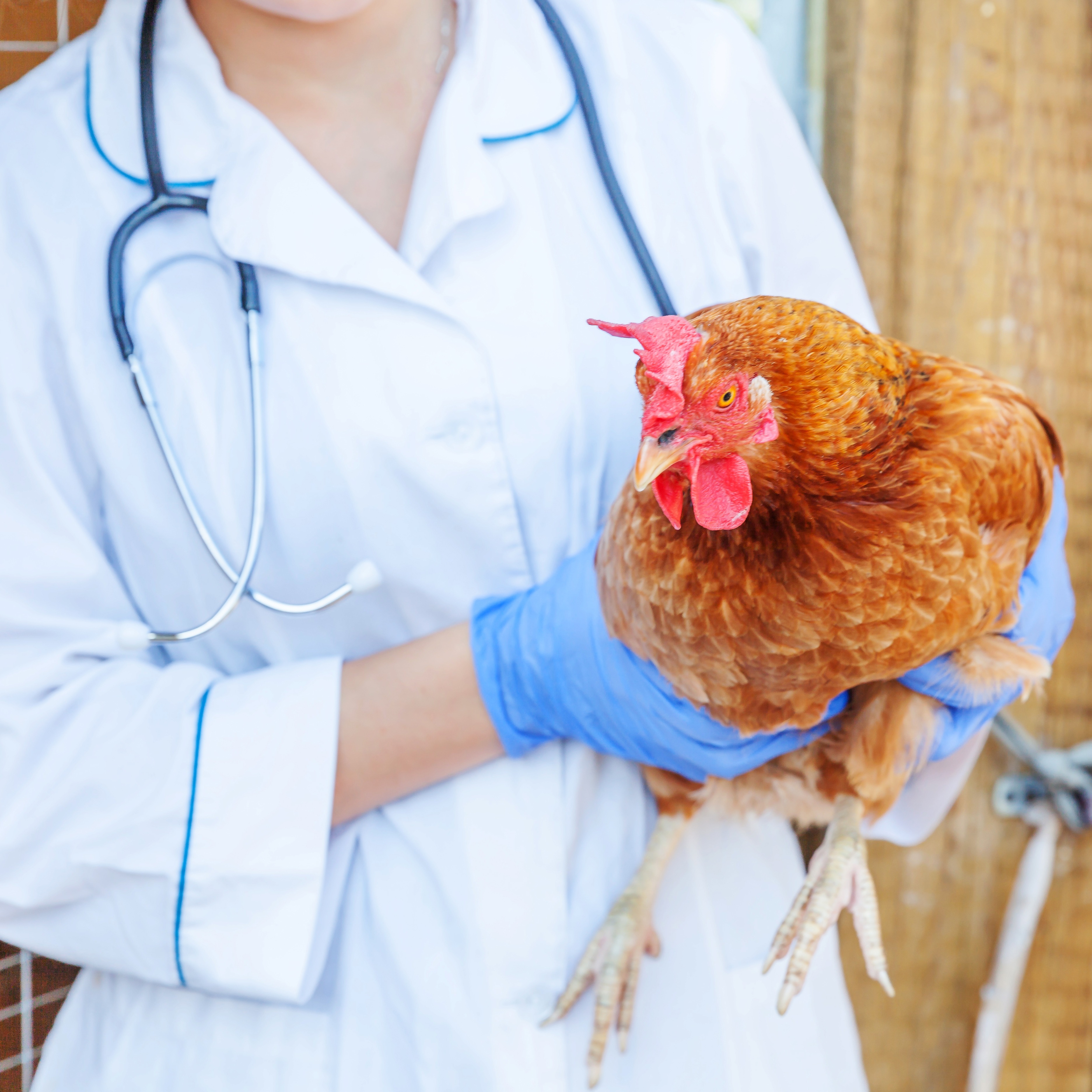 Maladies chez les poules : une poule malade – Aveve