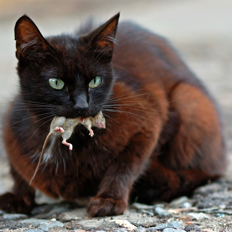 Wat als hond of kat vergiftigde muis opeet?