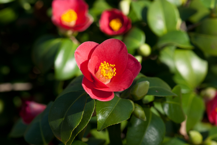 image: Camellia Japonica