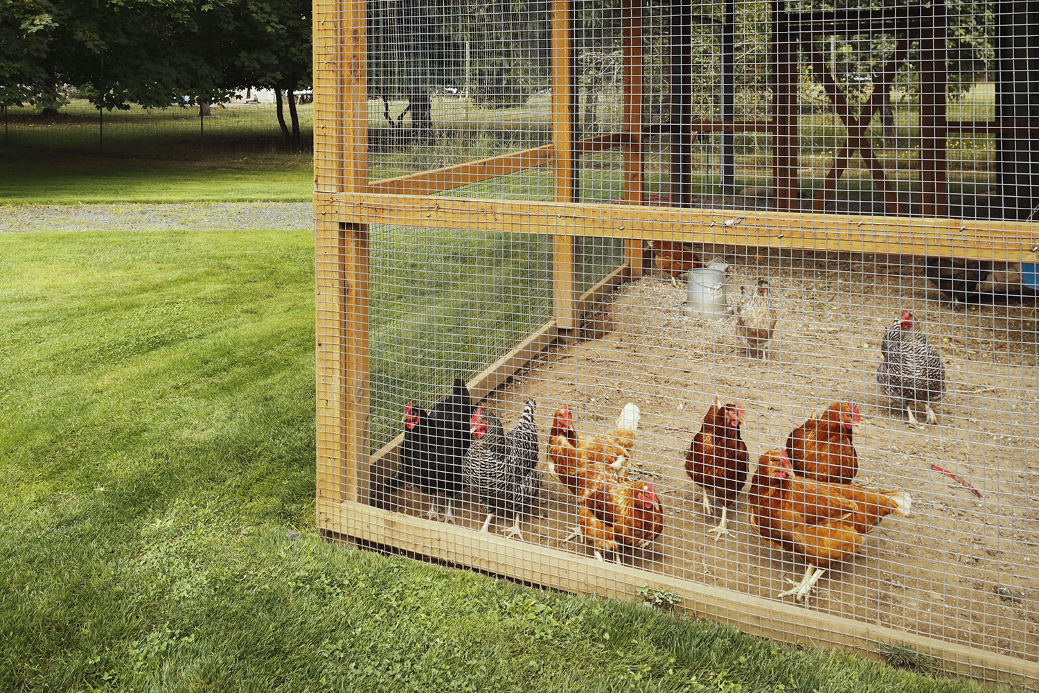 Des poules qui picorent dans un poulailler - Aveve