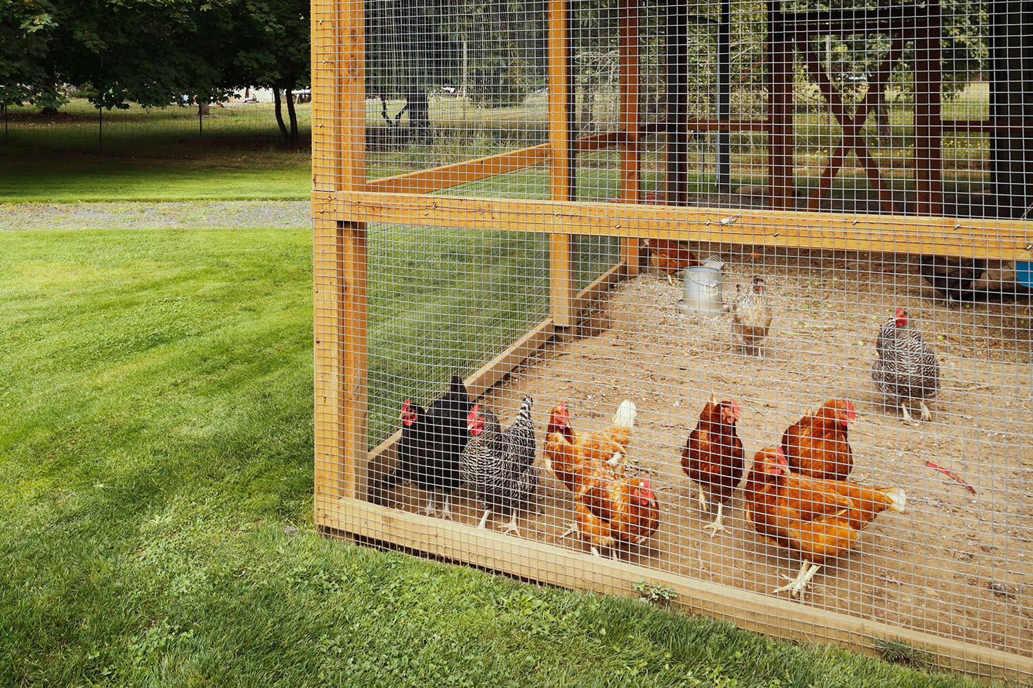 Hoeveel tijd, ruimte en geld kost een kip? - Aveve