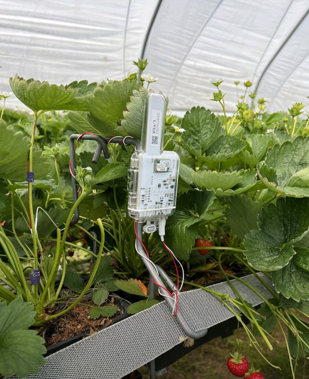 Vivent installatie in Aardbei