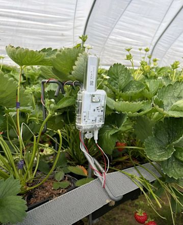 Vivent installatie in Aardbei
