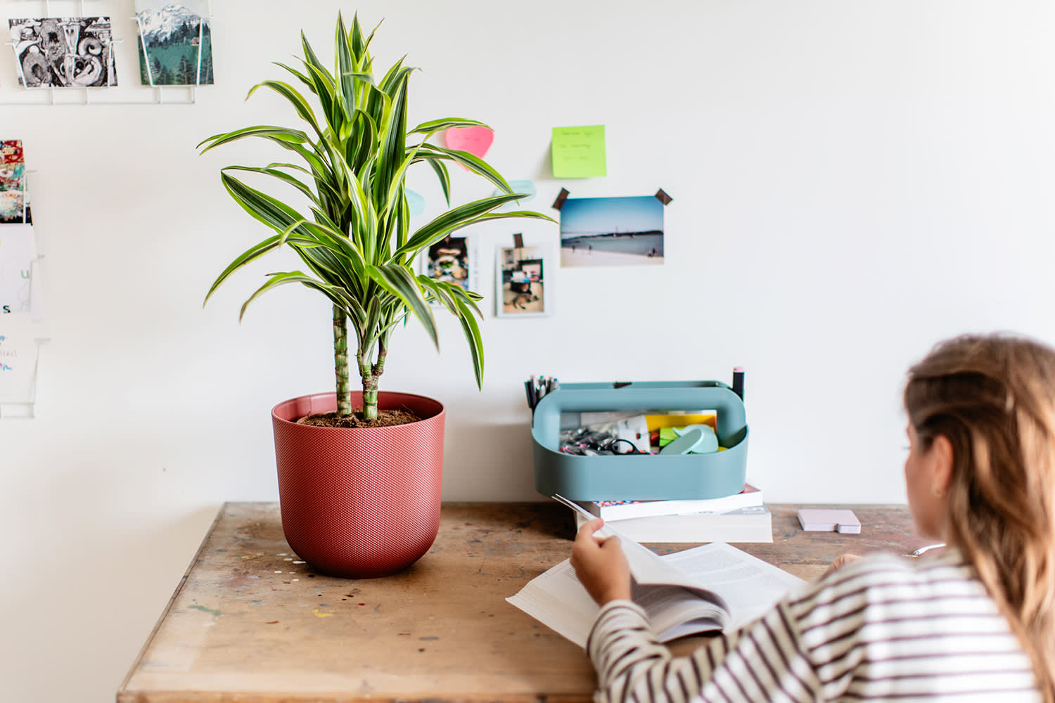 Afbeelding van een Dracaena op een tafel - Aveve