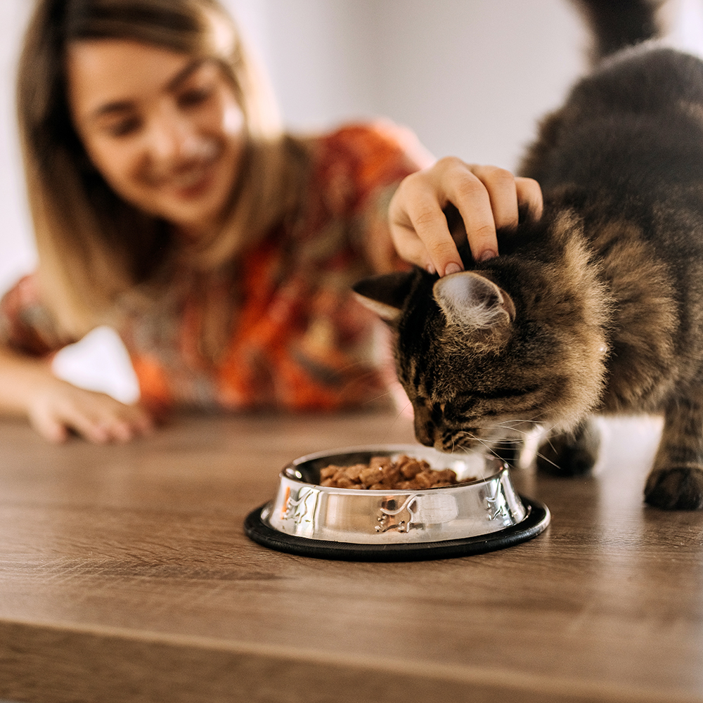 Combien de pâtée pour chat par jour ? Les conseils