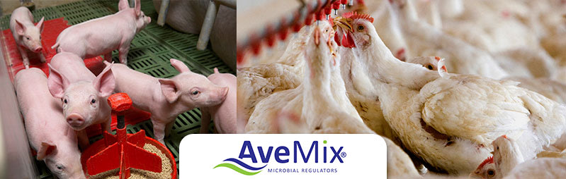 AveMix® Plus – The optimal solution for a balanced intestinal microbiota