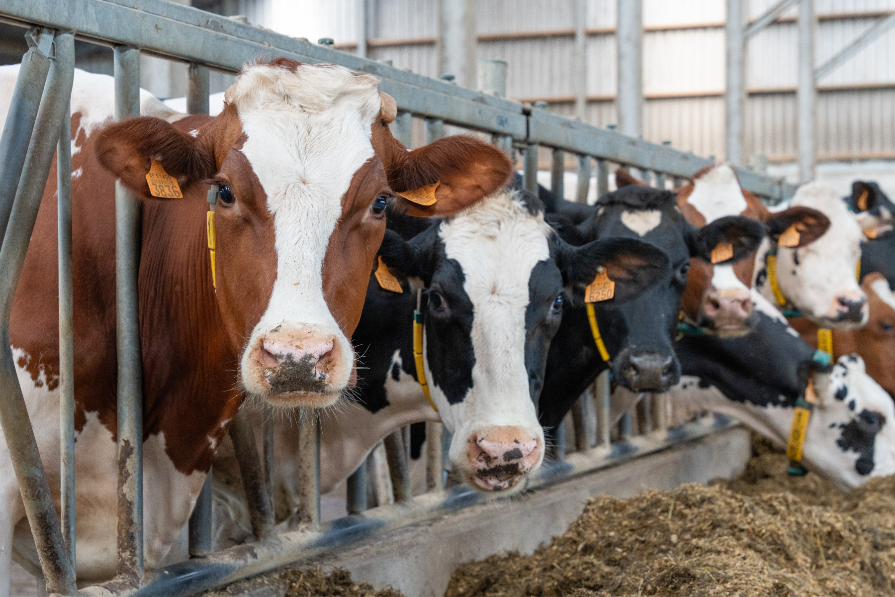 Entdecken Sie ProExpert: Ein vollständiges Präzisionswerkzeug