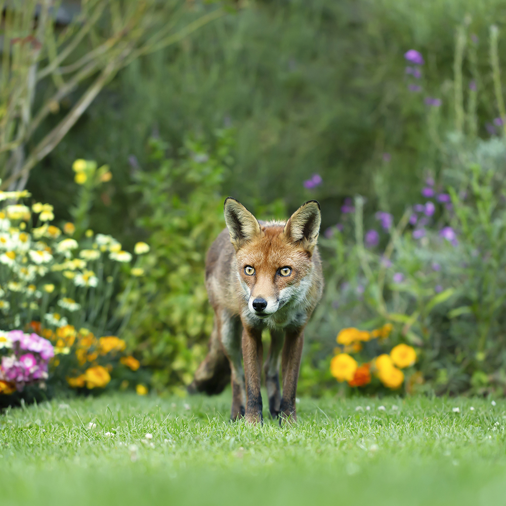 Renard dans le jardin - Aveve