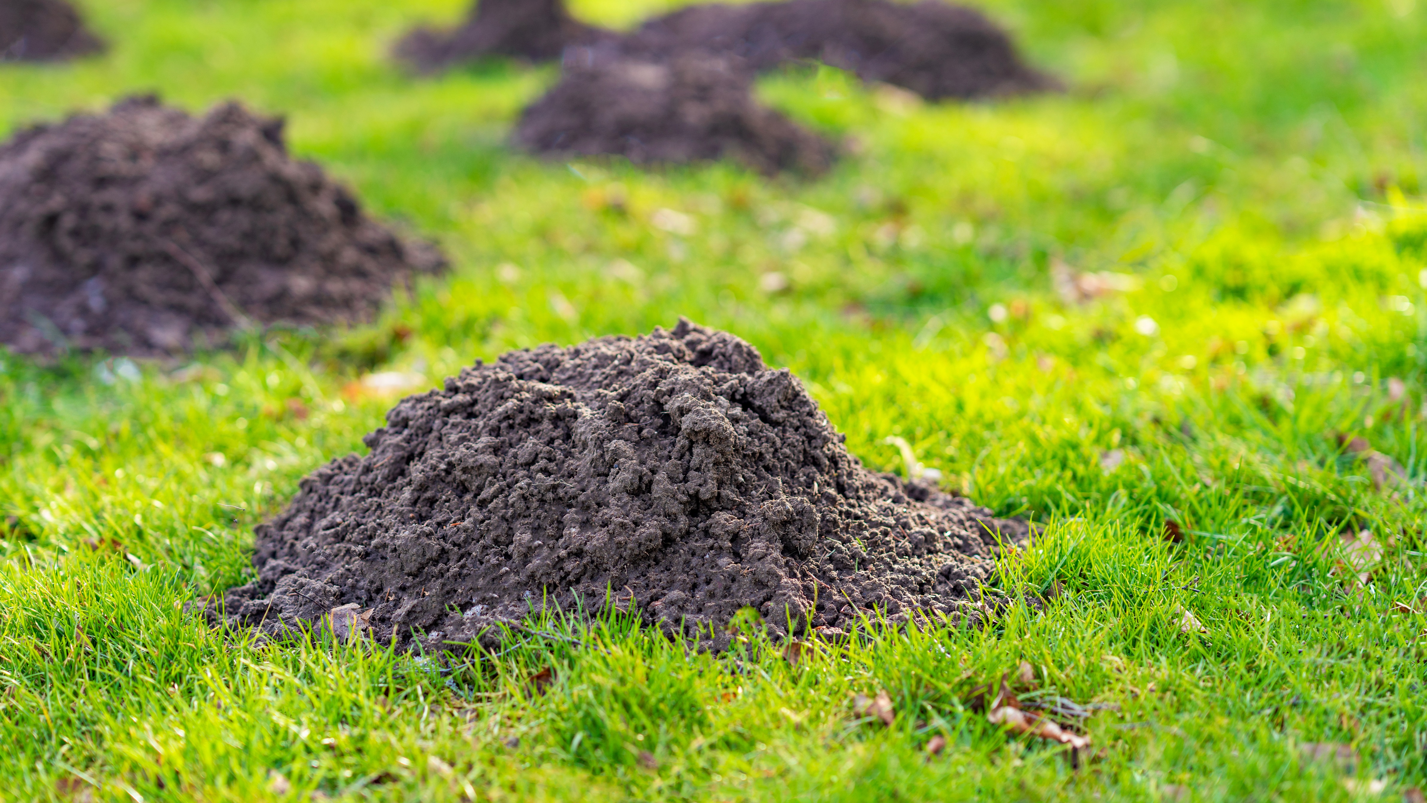 Alles voor je tuin aveve ongediertebestrijding