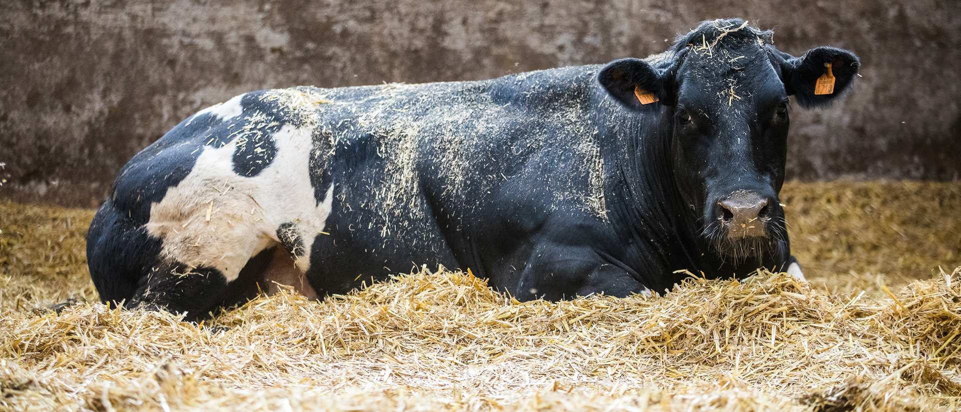 Vleesvee afmest 1920x823px