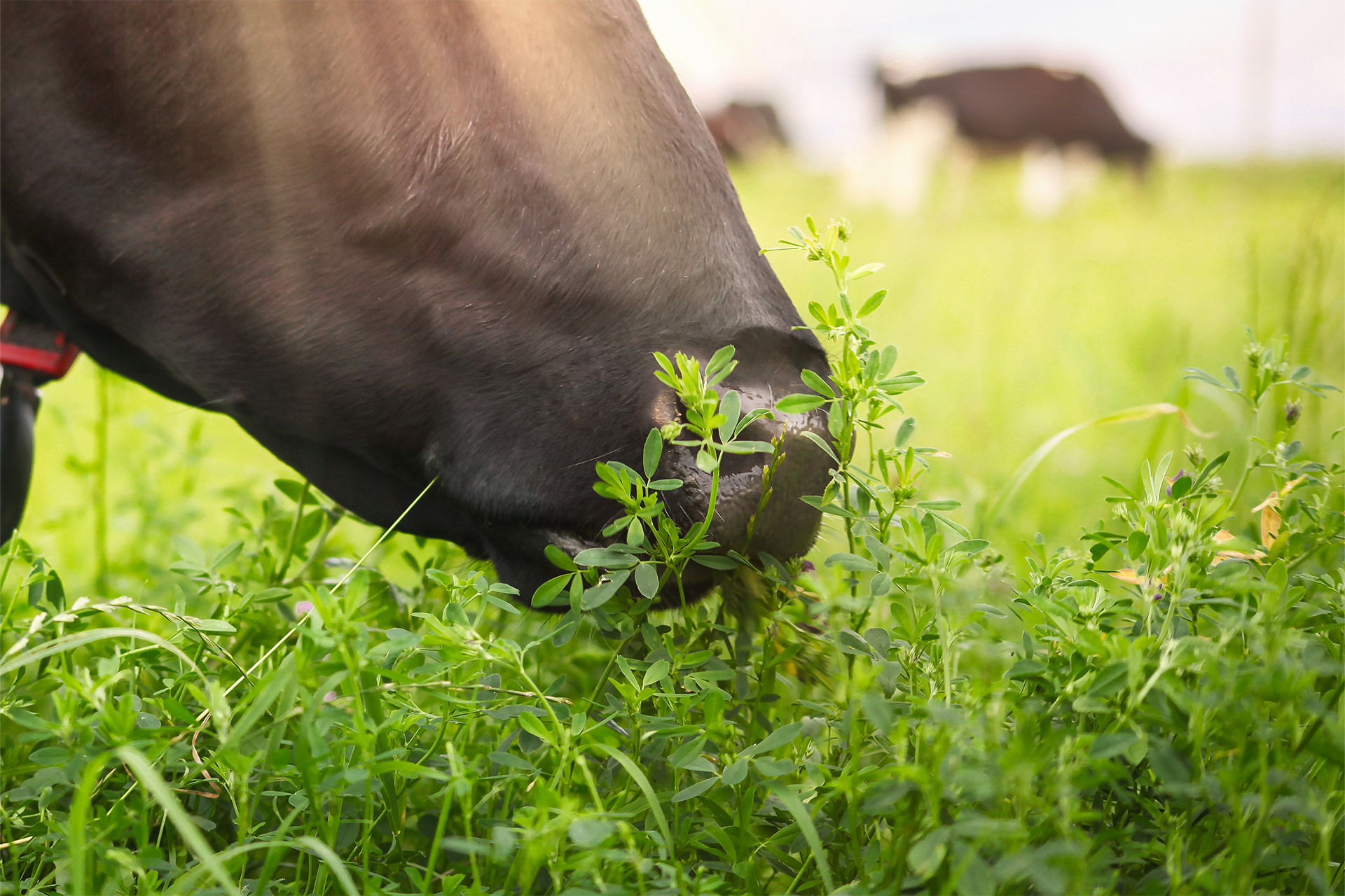 weidemengselbrochure