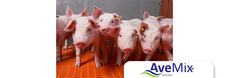 AveMix® XG 10 – The optimal solution for decreasing feed costs