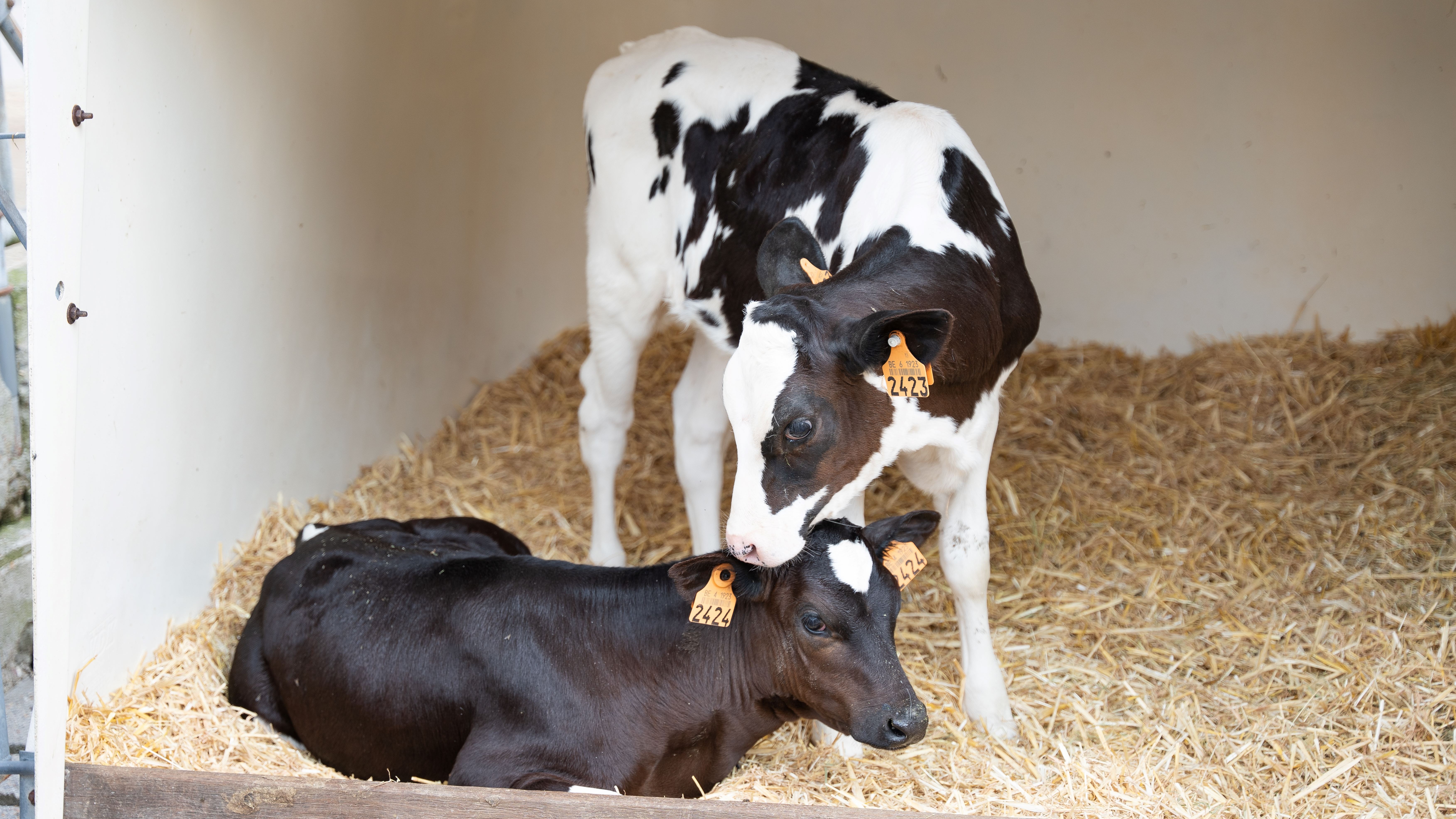 JV_Hittestress_Tips1