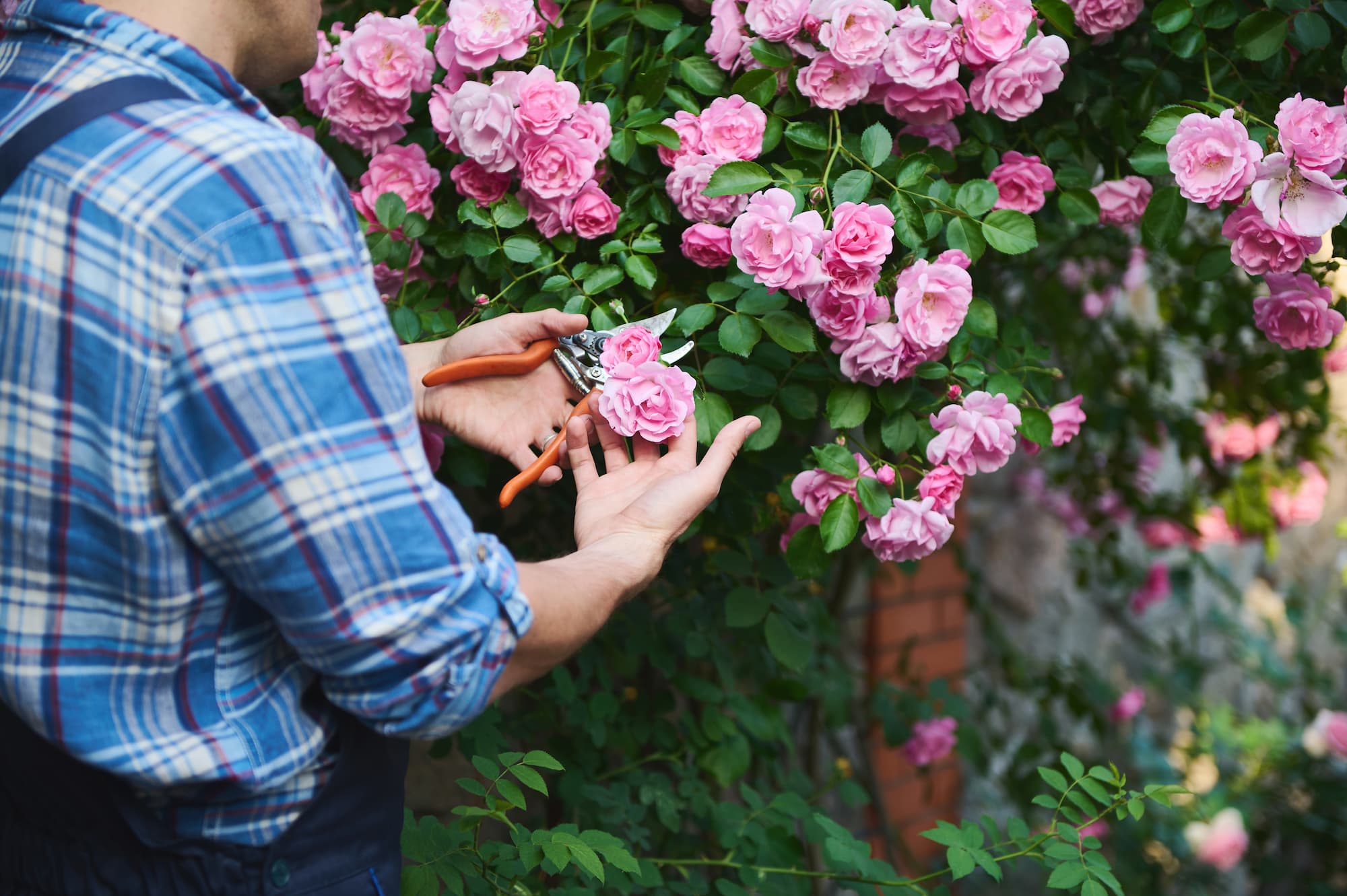 Grand rosier buissonnant dans un jardin luxuriant – Aveve