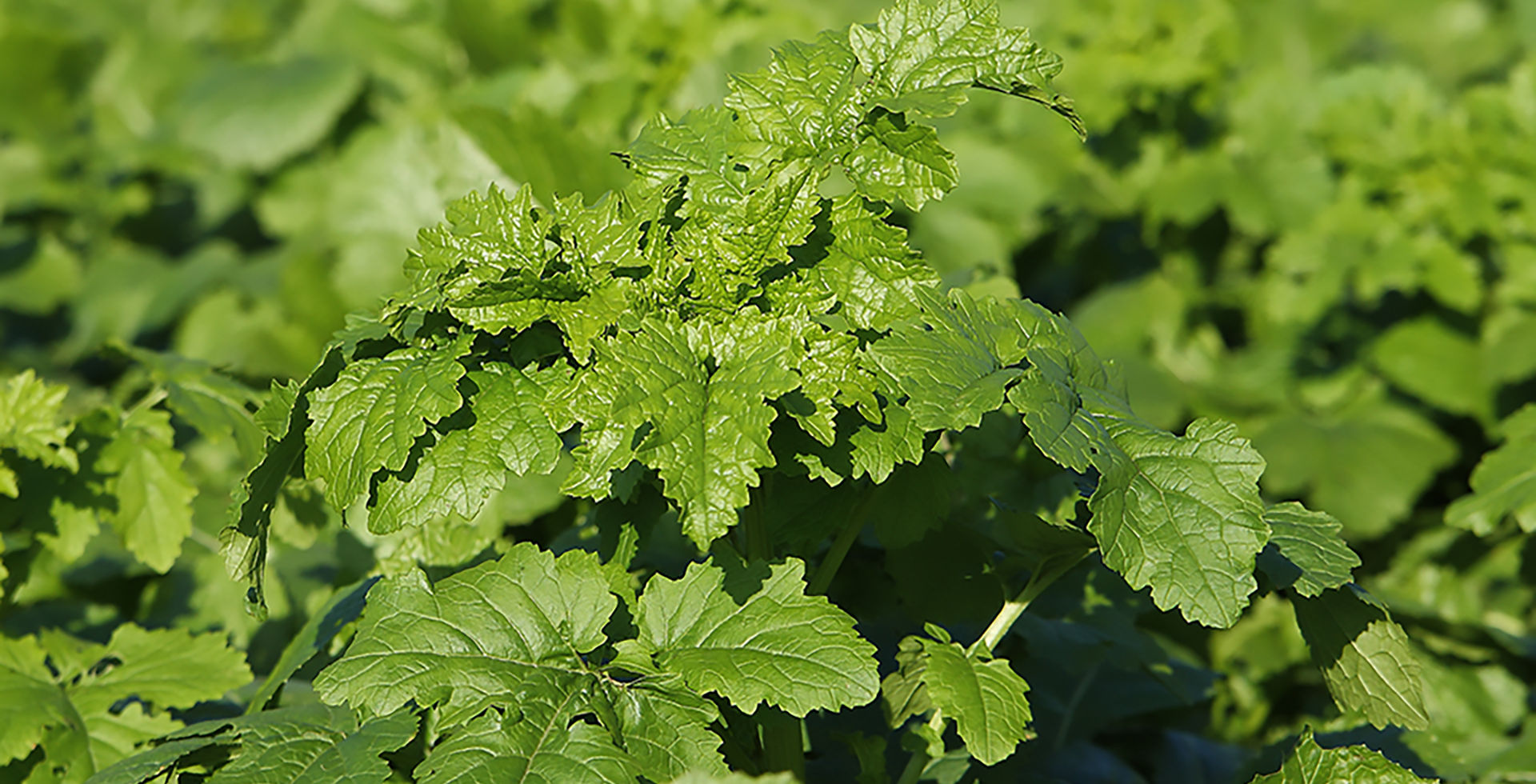 Groenbemstersfolder Alliance 2025