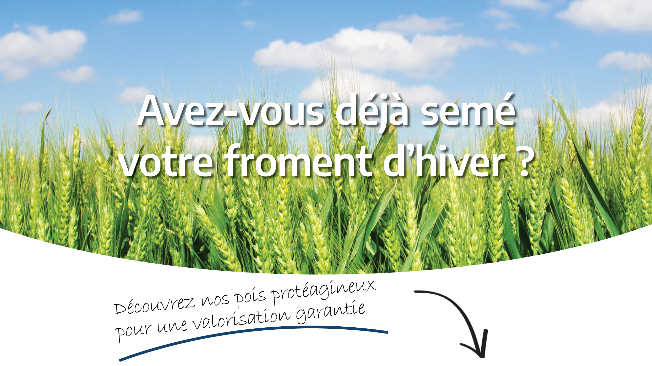 Pois protéagineux de printemps banner