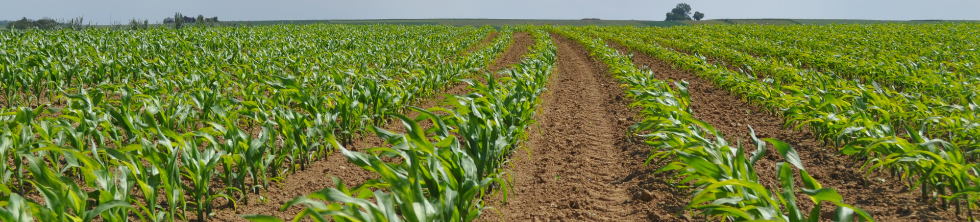 Zekerheid in mais? Gebruik Optima Vigor+ of Blue N als standaardbemesting!