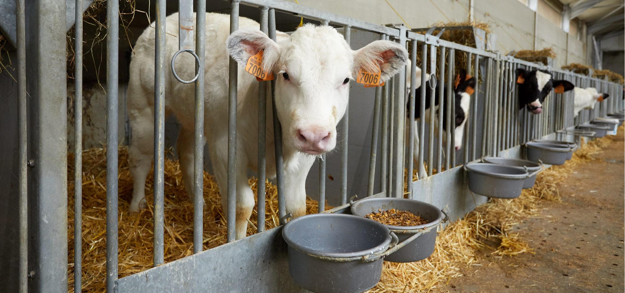 Startvoeders 968x455px