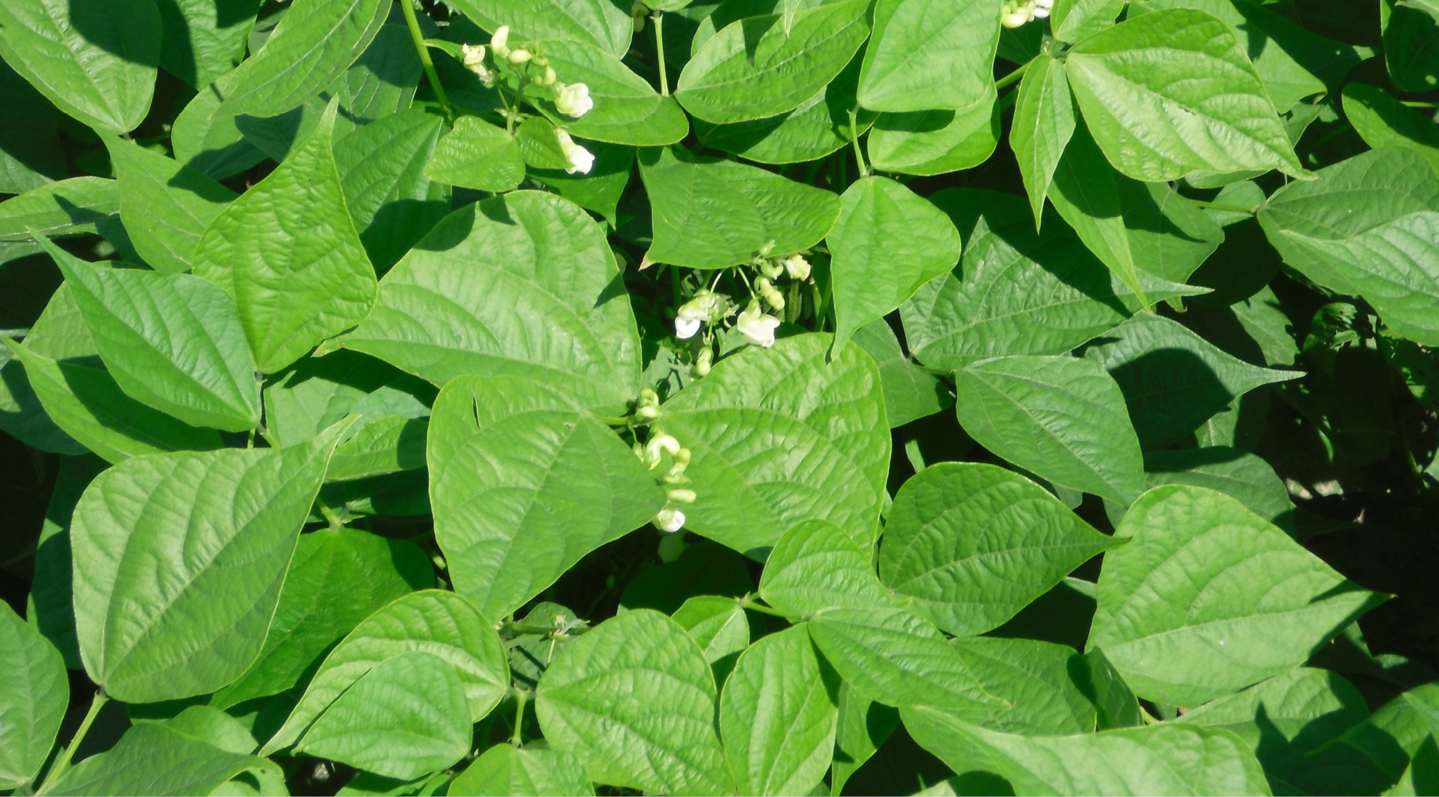 Sanac protections des cultures haricots 968x536px