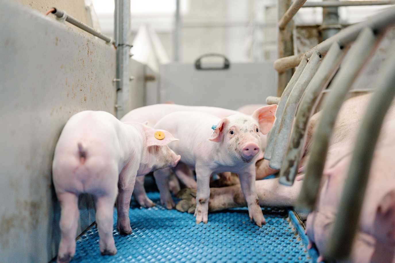 25.06.2025_Nieuwsbrief_AN