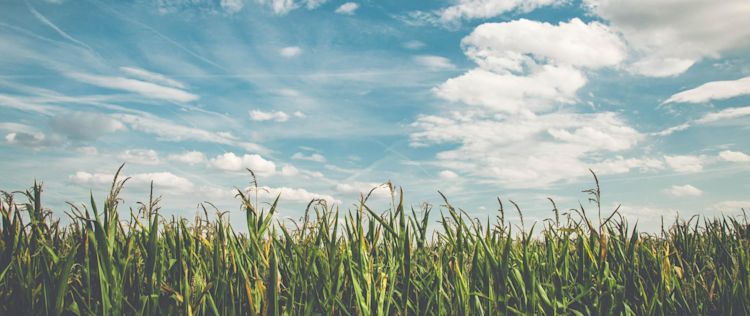 graan veld