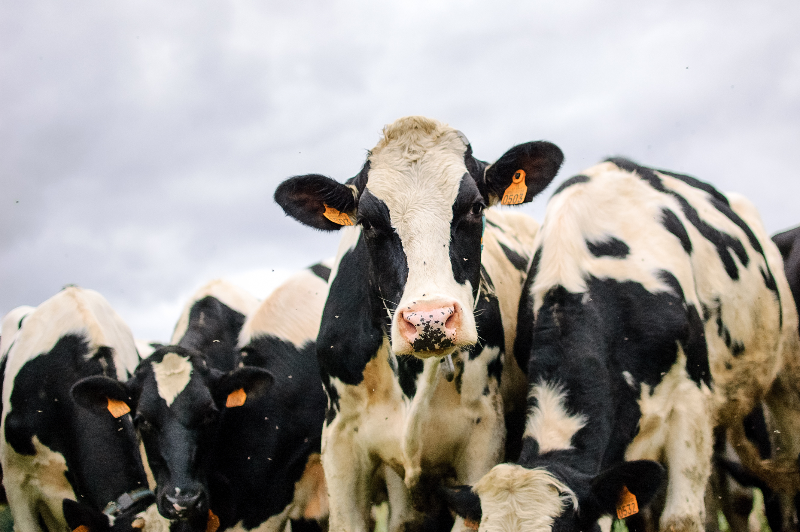 18.04.2025_Nieuwsbrief AN_Vliegen- en Larvenbestrijding