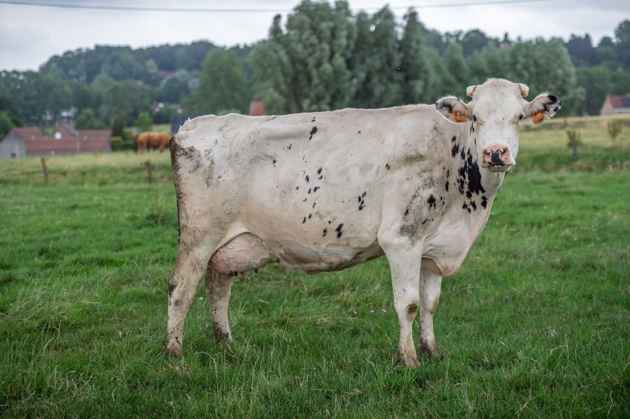 vache dans le pré