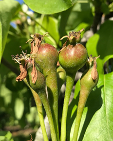 Spuitwijzer fruitteelt 29 maart 2021