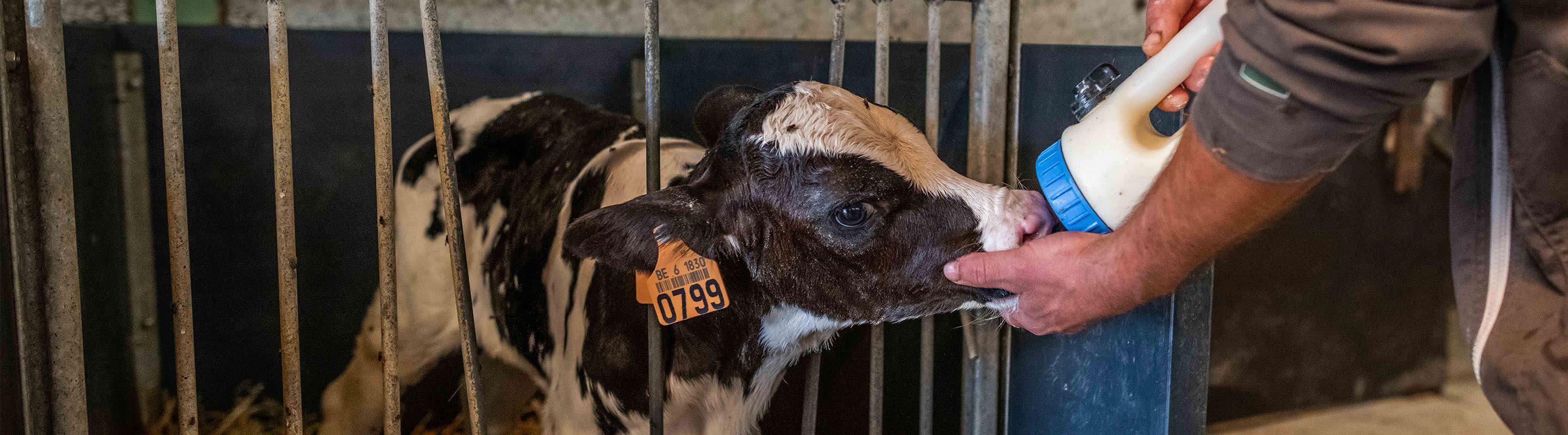 mit Milch gefüttertes Kalb