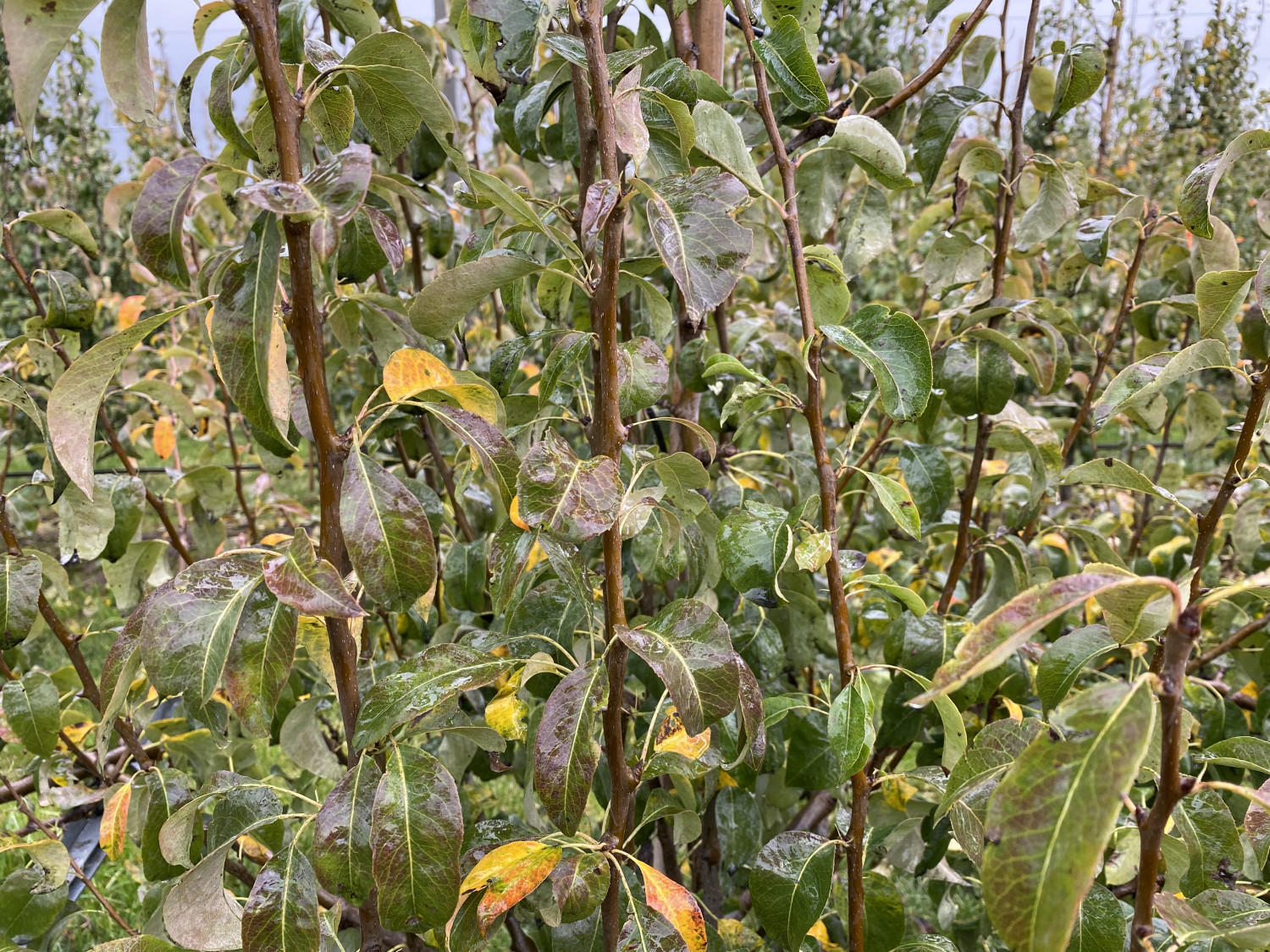 Copfall herfstverkleuring