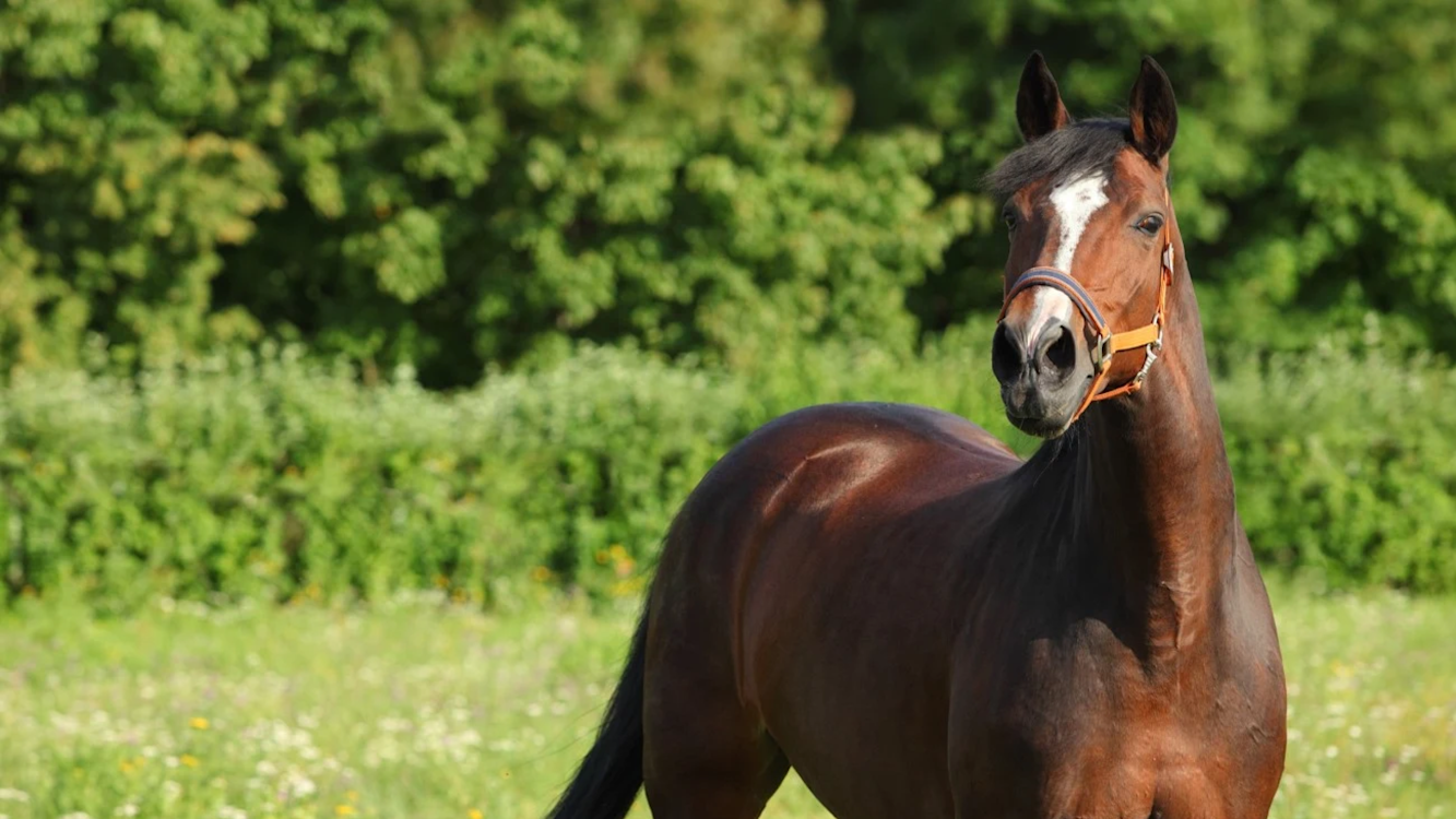 Paard banner 1 1280x720px