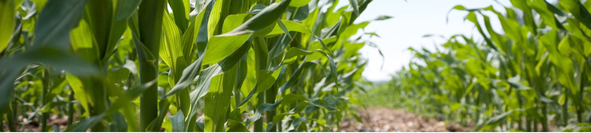 banner Maïsstarters een garantie voor een maximaal opbrengstpotentieel!