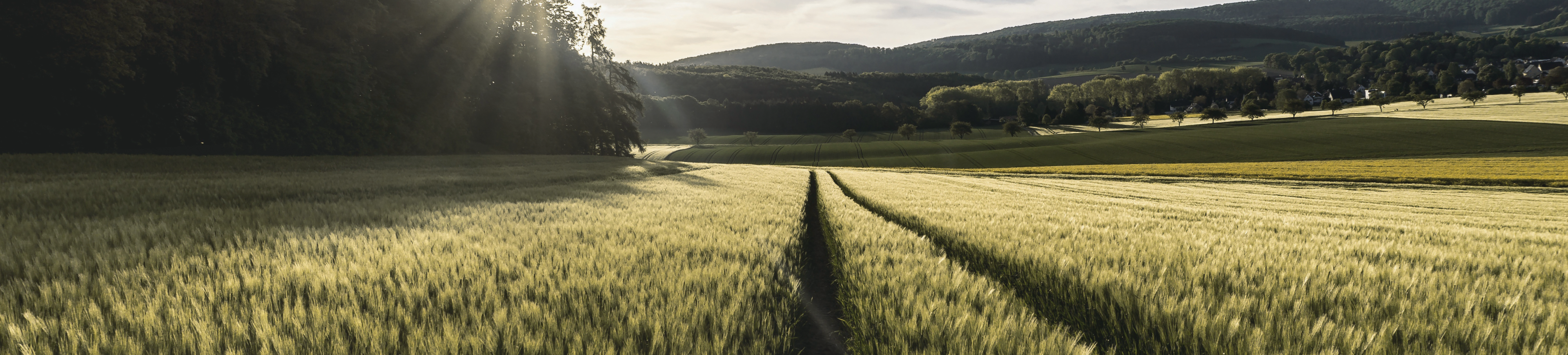 Walagri Regen Label banner 1920x435px